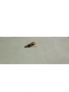 I've been stung! Image